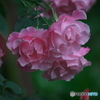 五月の薔薇　その５
