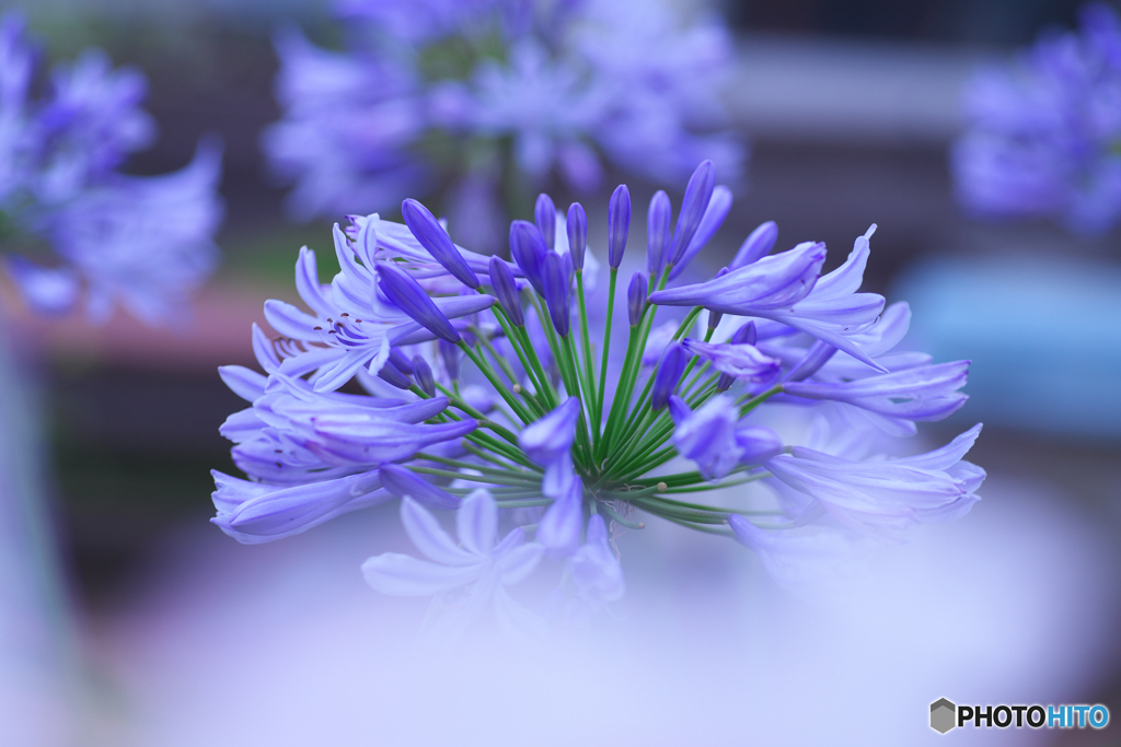 初夏に清涼さの花　その2