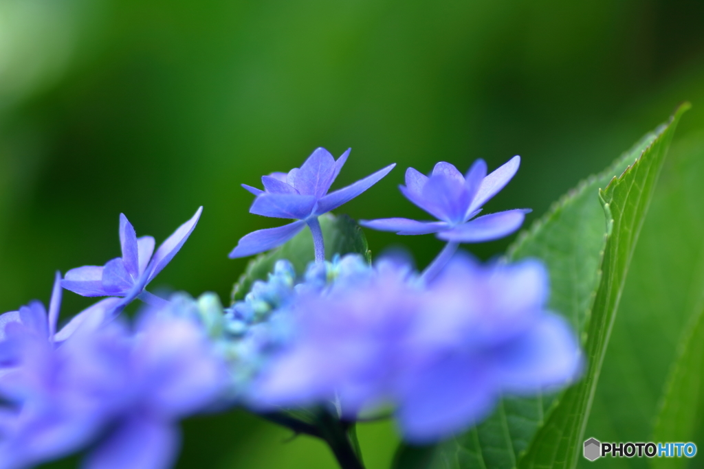 紫陽花７