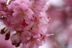 宗仲寺の河津桜３