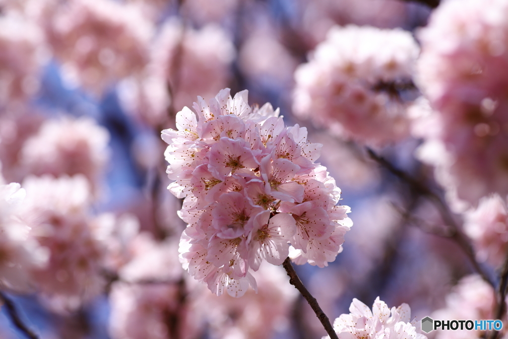春めき桜②