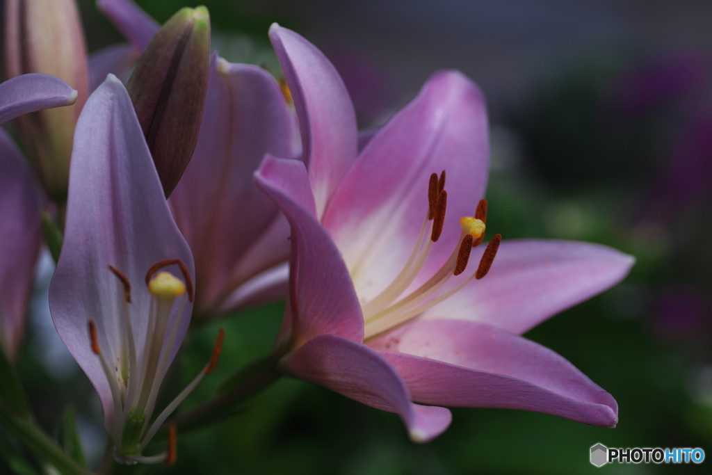 季節の花
