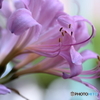 花便り　夏水仙１