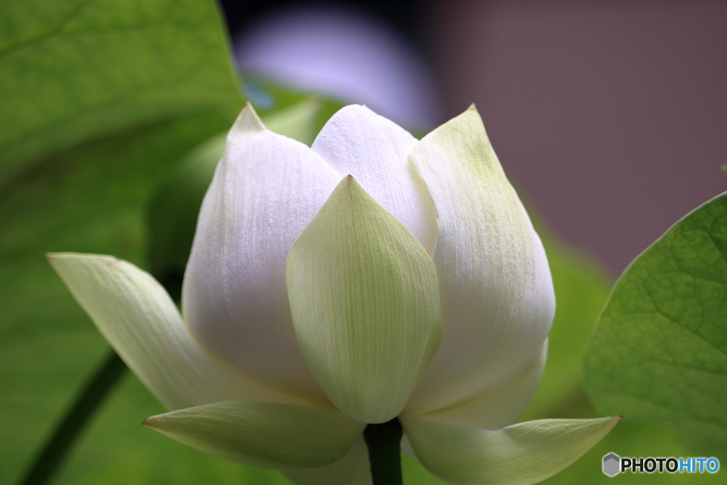 白い花②