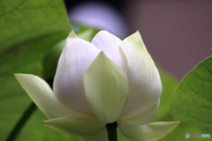 白い花②
