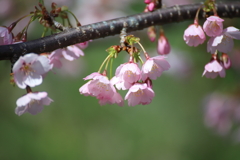 花便り　桜