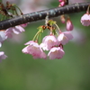 花便り　桜