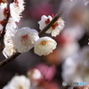 梅香る春②