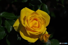 薔薇の鑑賞　その⑤