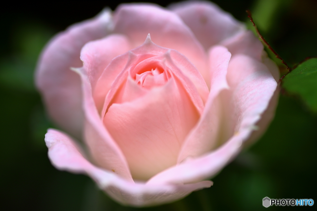 ミニ薔薇