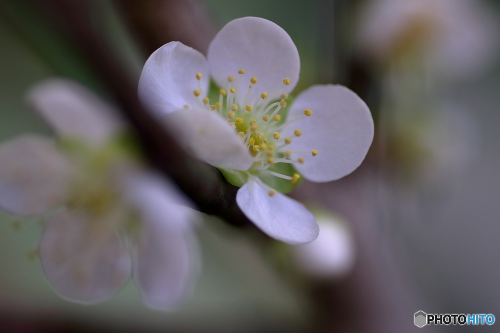 梅の花