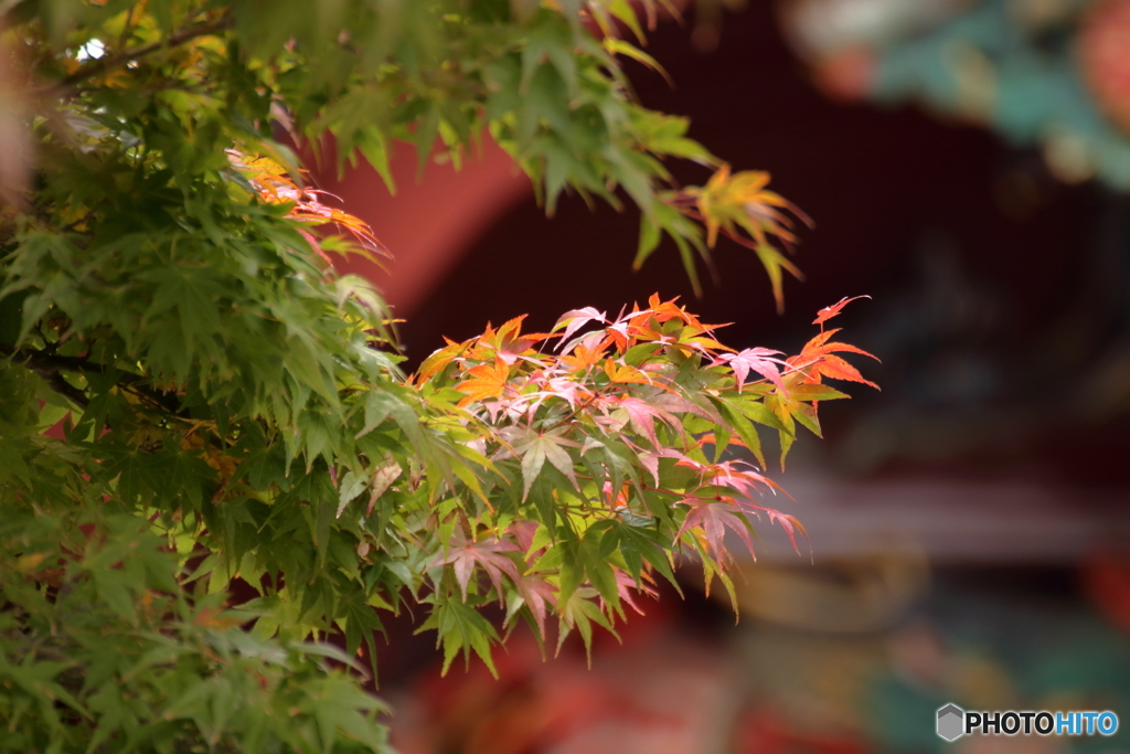 伊豆山神社の紅葉