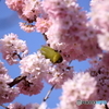 春めき桜とメジロ