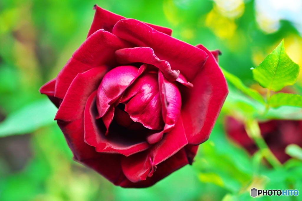 冬の薔薇③