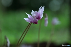 芽生えから開花へ