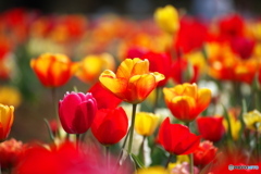 春の花壇①