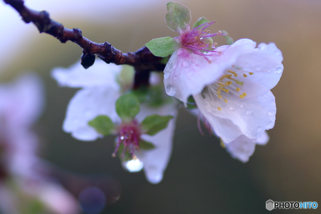 冬桜