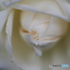 五月の薔薇②