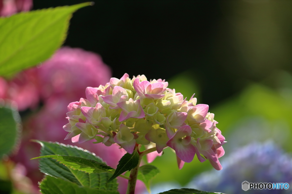 五月の紫陽花４