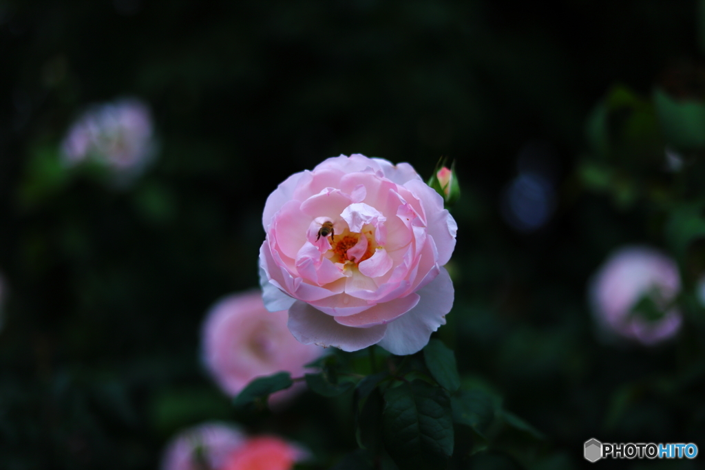 秋の薔薇④