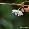 寒桜３