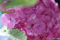 雨の洗礼