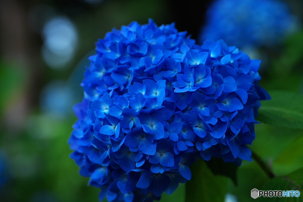 紫陽花の季節その6