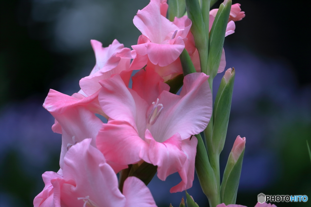 花便り　グラジオラス