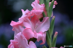 花便り　グラジオラス