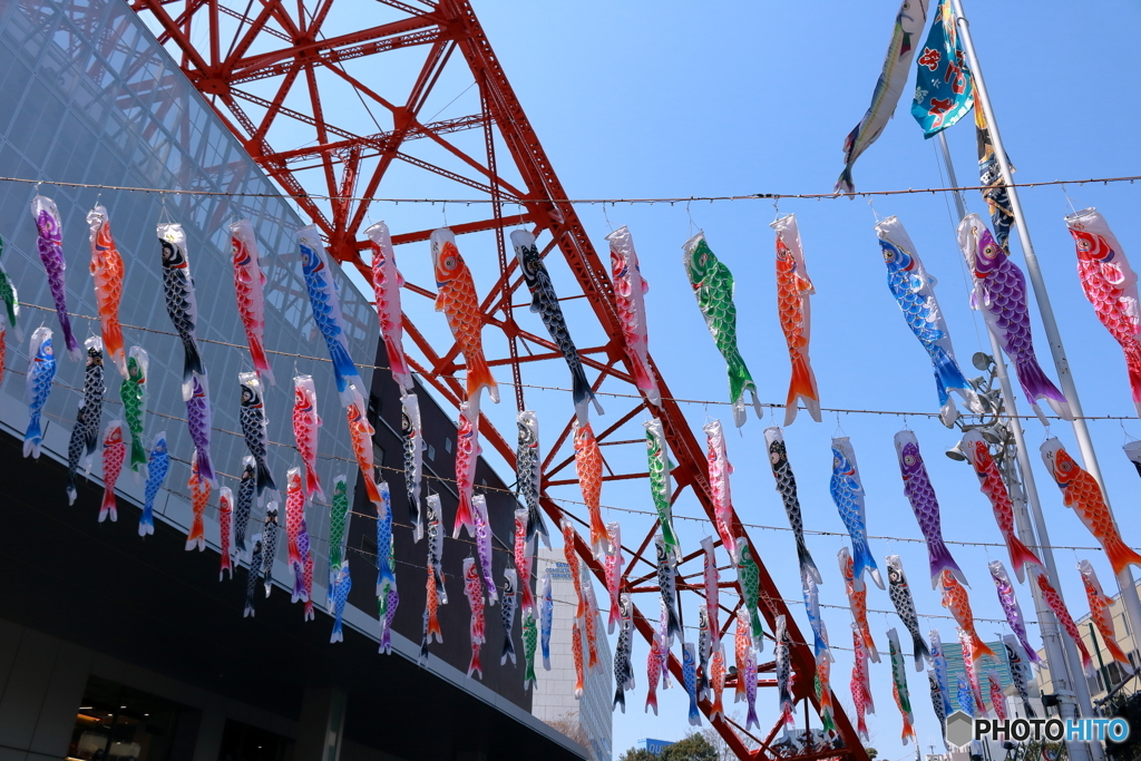 東京タワーと鯉のぼり