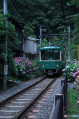 江ノ電と紫陽花