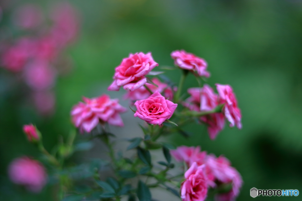 薔薇の香りをどうぞ・・・