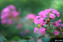百日紅