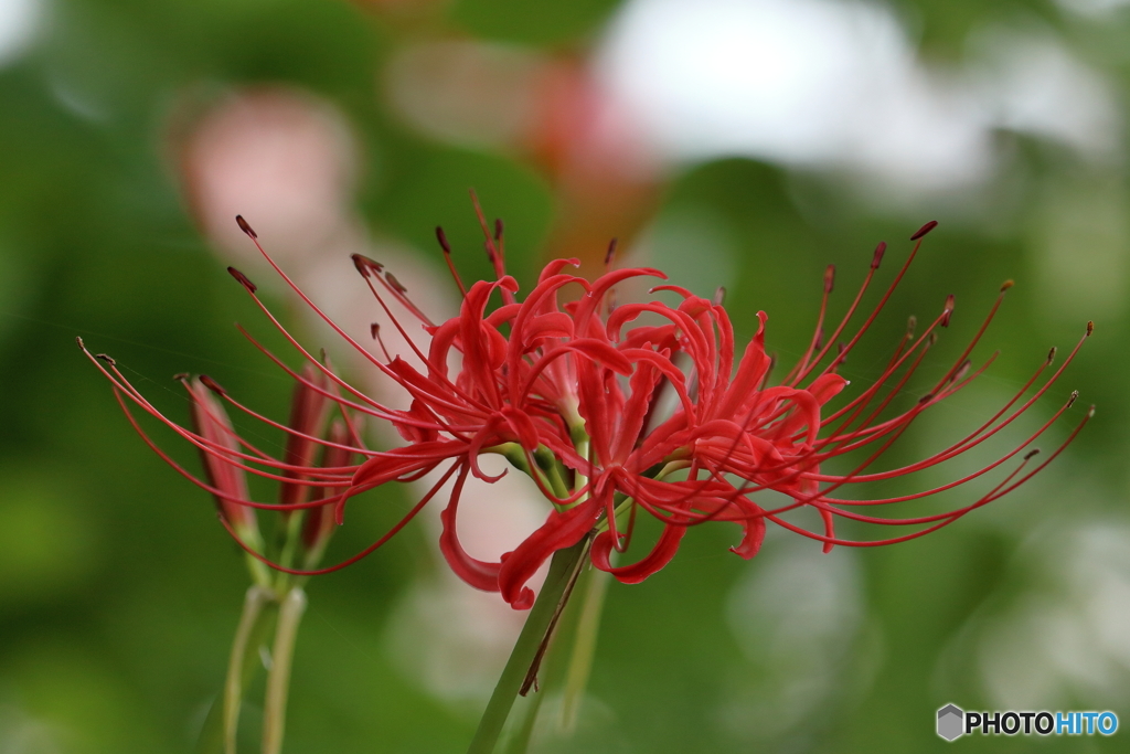 曼珠沙華