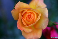  五月の薔薇④