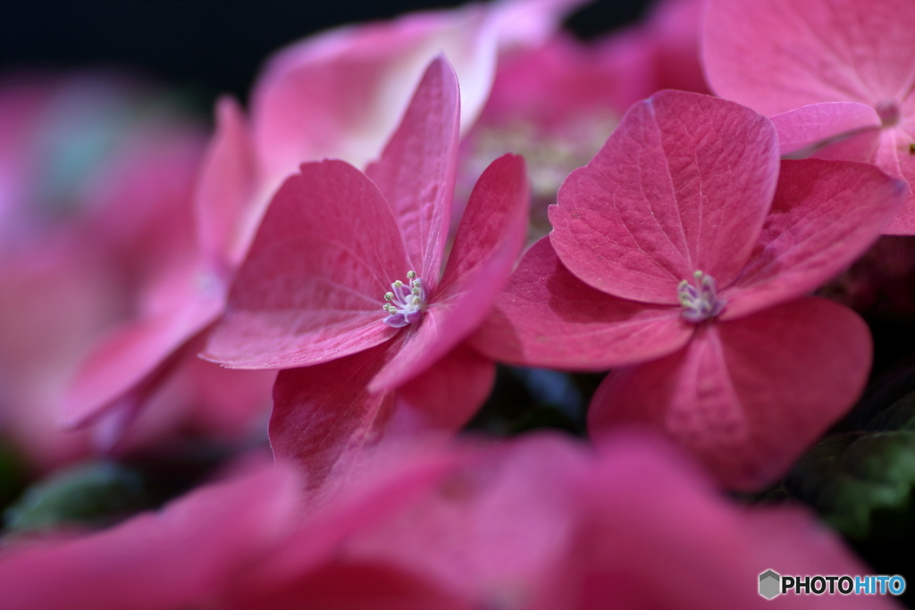 ４月の紫陽花３