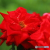 五月の薔薇④