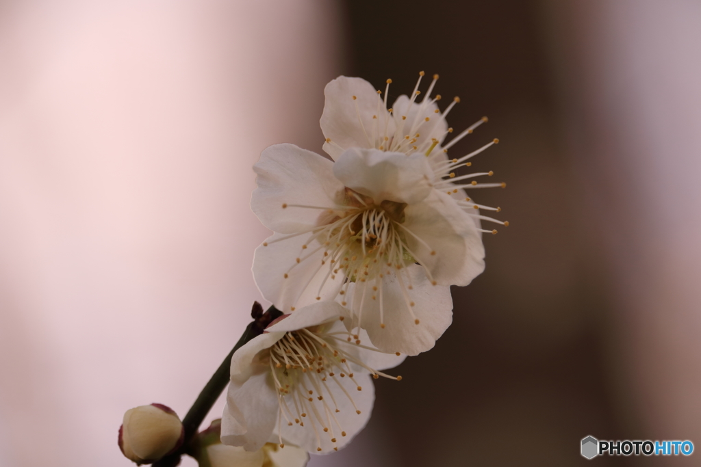 玉縄桜（タマナワザクラ）