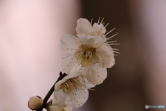 玉縄桜（タマナワザクラ）