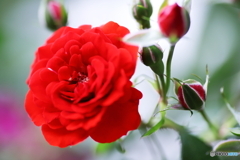 五月の薔薇⑦