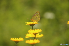 モンキチョウ