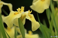 花菖蒲