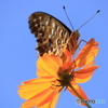 蝶と花XIII