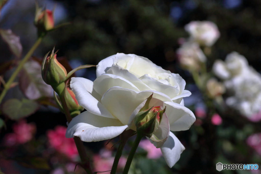 秋の薔薇⑤