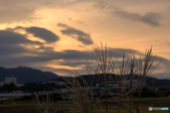 ススキと夕景