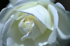 五月の薔薇④