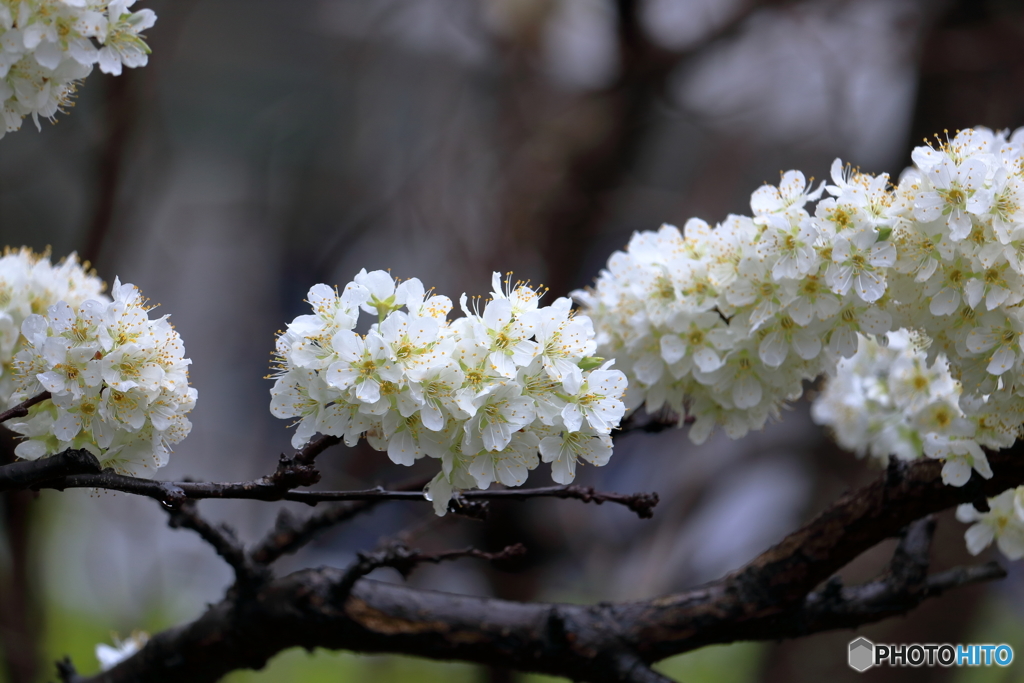 雨の桜
