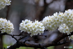 雨の桜
