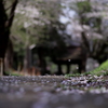 桜散る