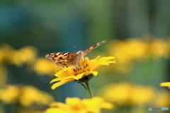 蝶と花⑥